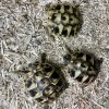 Package for the 2025 Hermann Tortoise, Enclosure, and Starter Kit - Image 3