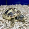 Package for the 2025 Hermann Tortoise, Enclosure, and Starter Kit - Image 4
