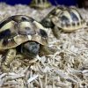 Package for the 2025 Hermann Tortoise, Enclosure, and Starter Kit - Image 5