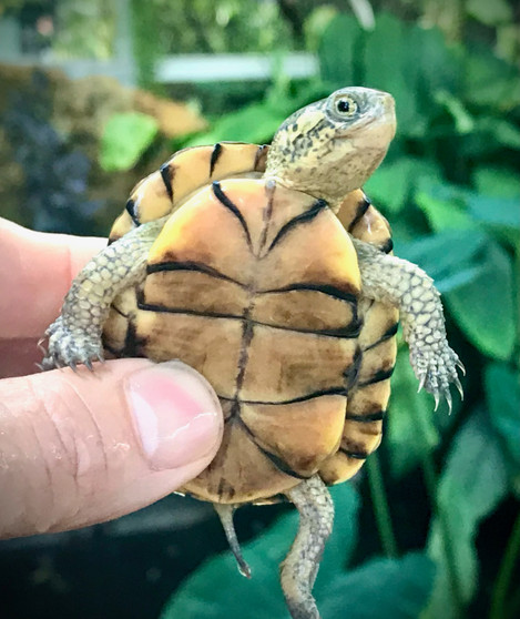 Coahuilan Box Turtle - Image 3