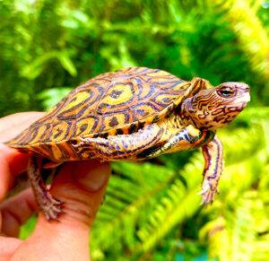 Painted Wood Turtle