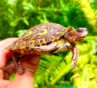 Painted Wood Turtle