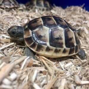 CB Bred Spur-Thighed Tortoise