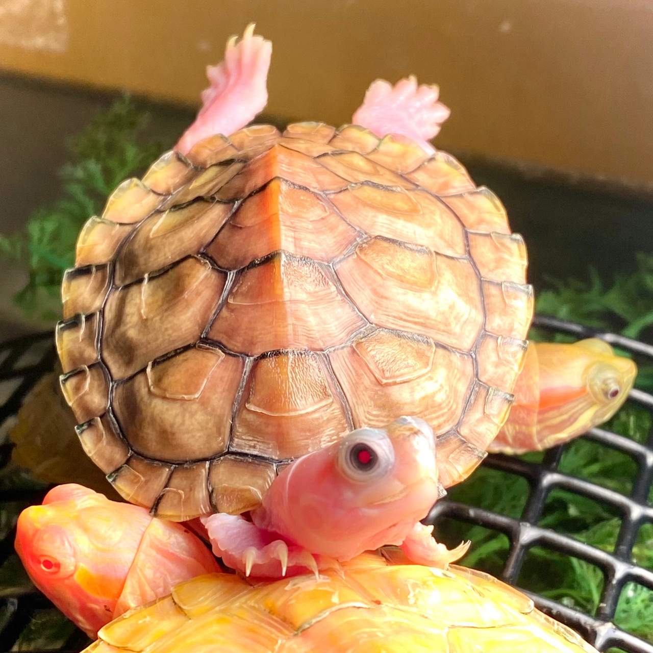 Caramel Pink Albino Red Eared Slider - Garden Pond Sizes