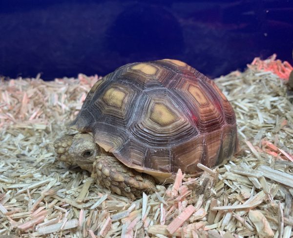 Bred Sulcata Tortoise - Image 4