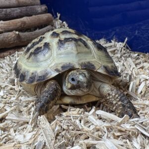 Hermann Tortoise, Enclosure & Starter Kit Package