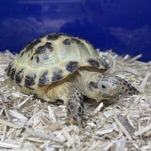 Captive Bred Horsfield Tortoise