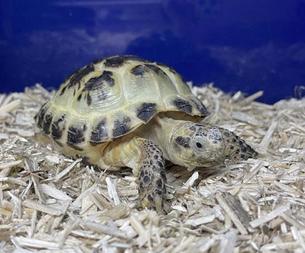 Captive Bred Horsfield Tortoise