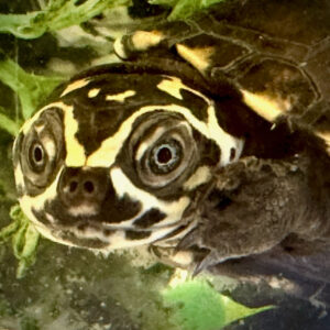 Okavango African Mud Turtle