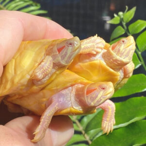 Lavender Paradox Albino Red Eared Slider