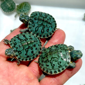 Leopard Red Eared Slider