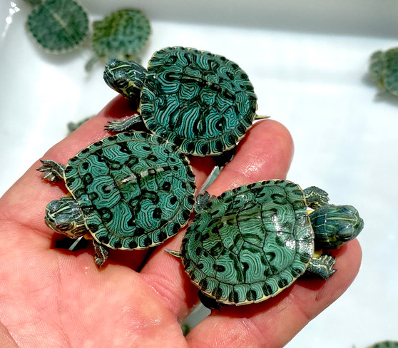 Leopard Red Eared Slider