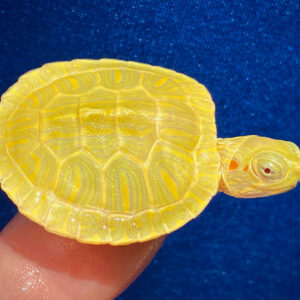 Lime Rio Grande Red Eared Slider