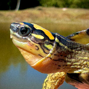 Maracaibo Wood Turtle