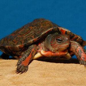 Mexican Red Legged Wood Turtle