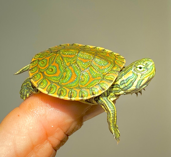 Mexican Ornate Slider - Image 3