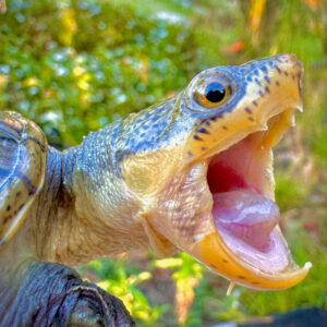 Narrow Bridged Musk Turtle