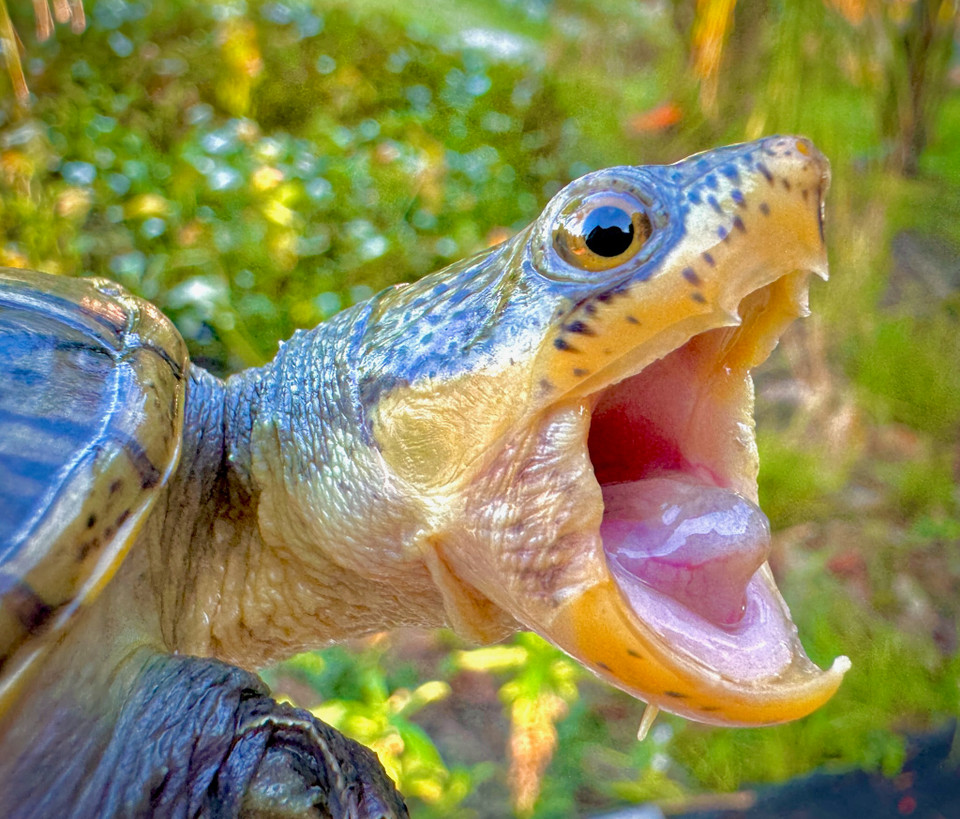 Narrow Bridged Musk Turtle