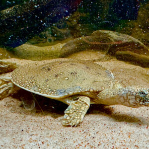Nile Softshell Turtle - Garden Pond Sizes