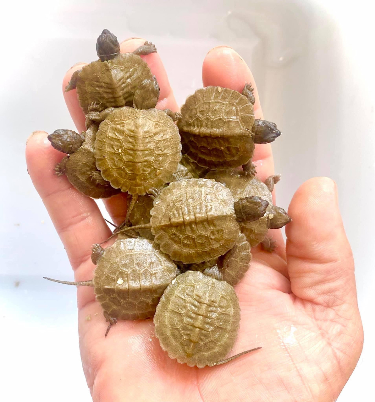 North American Wood Turtle