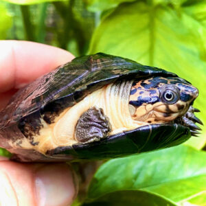 West African Black Forest Turtle