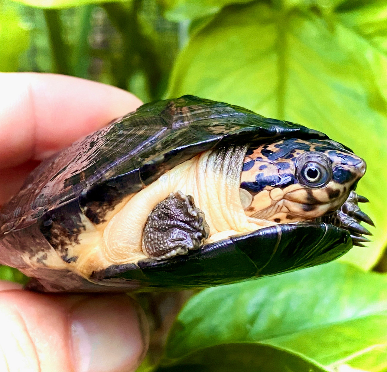 West African Black Forest Turtle