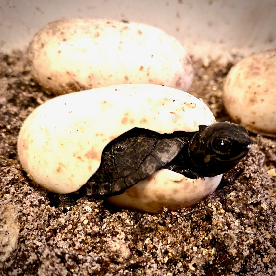 West African Black Forest Turtle - Image 2