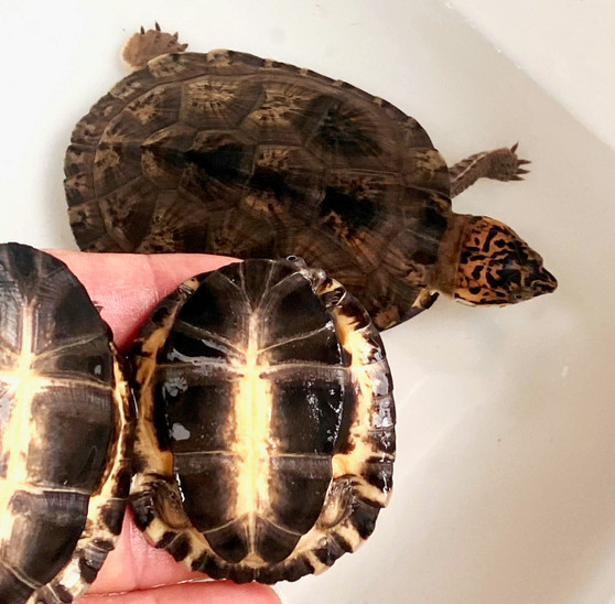 West African Black Forest Turtle - Image 3