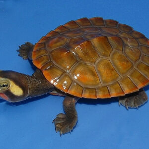 Pink Belly Side Necked Turtle