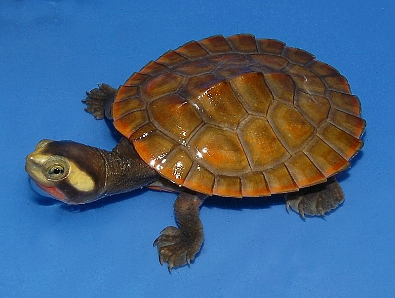 Pink Belly Side Necked Turtle
