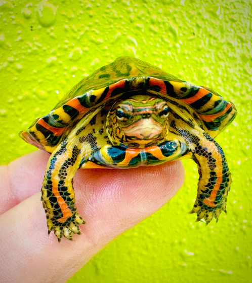 Painted Wood Turtle - Image 2