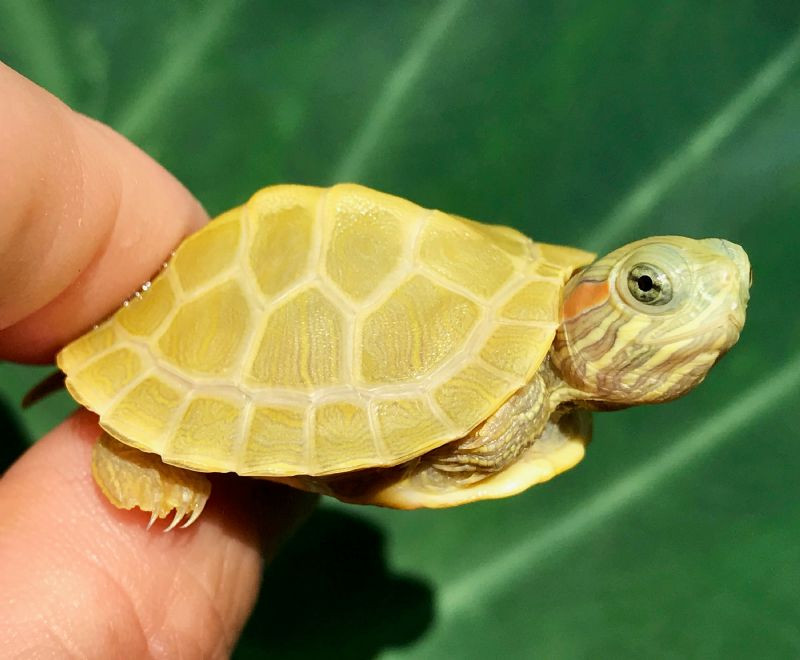 Paradox-Lime Phase Red Eared Slider - Image 3