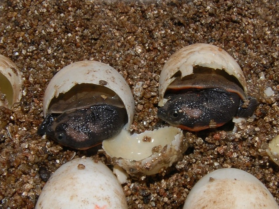 Pink Belly Snapper - Image 3