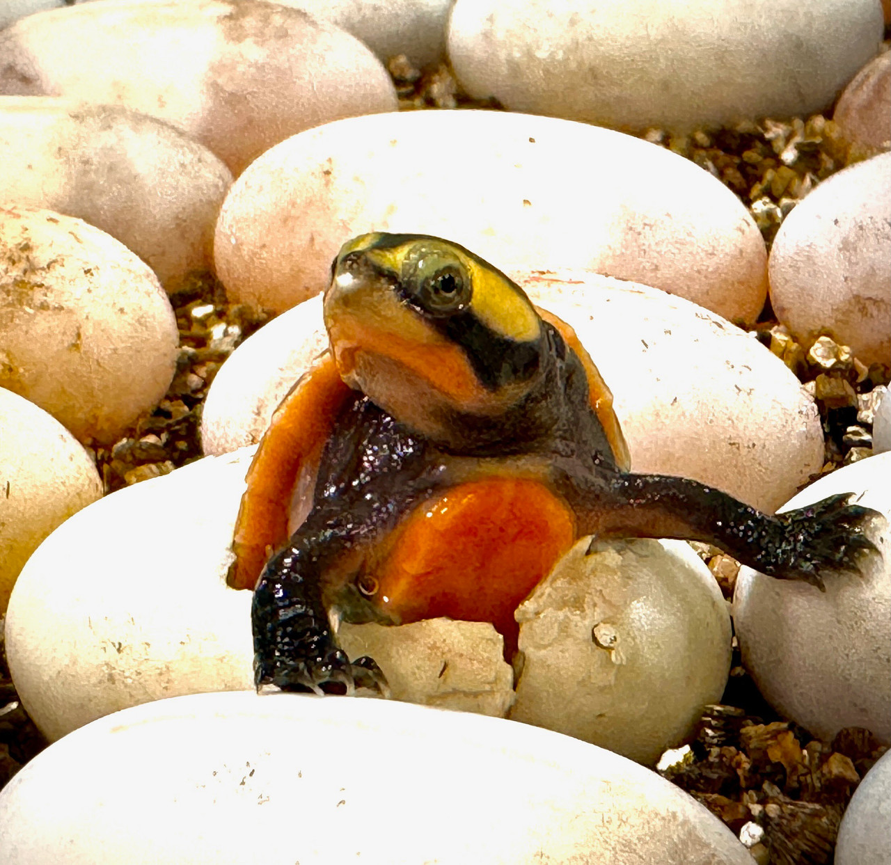 Pink Belly Side Necked Turtle - Image 3