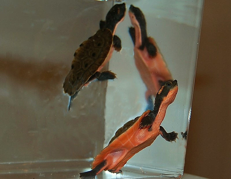 Pink Belly Snapper - Image 2