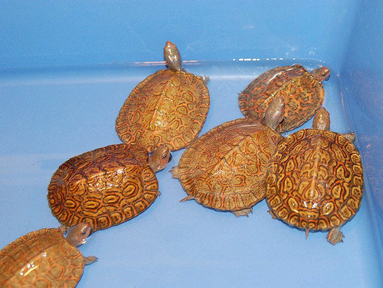 Painted Wood Turtle - Image 3