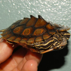 Ringed Map Turtle