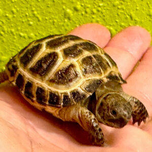 Russian Tortoise