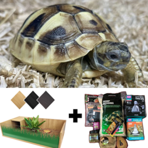 Package for the 2025 Hermann Tortoise, Enclosure, and Starter Kit