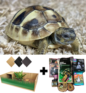 Package for the 2025 Hermann Tortoise, Enclosure, and Starter Kit