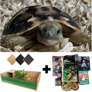 Western Dwarf Hermann Tortoise, Enclosure & Starter Kit Package