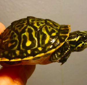 Charcoal Peninsula Cooter