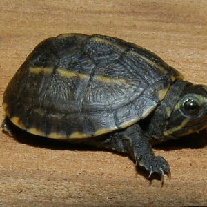 Three Striped Mud Turtle