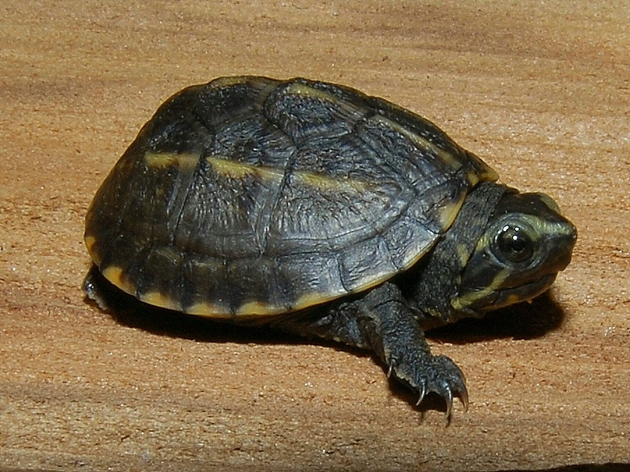 Three Striped Mud Turtle