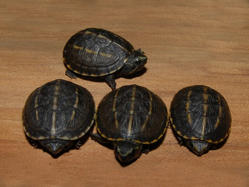 Three Striped Mud Turtle - Image 2