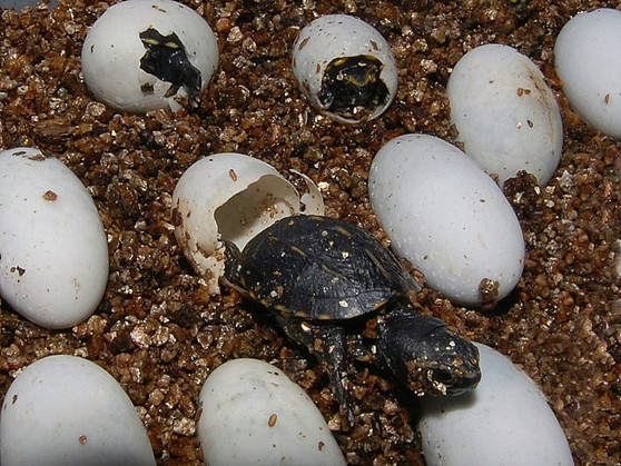 Three Striped Mud Turtle - Image 3