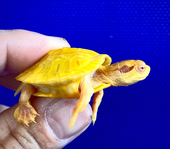 Tiger Albino Red Eared Slider - Image 2