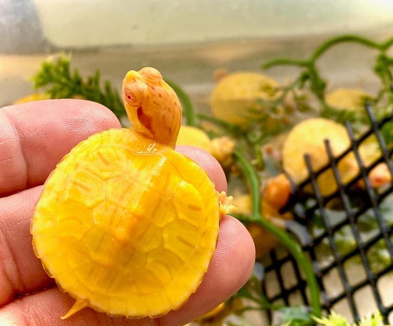 Tiger Albino Red Eared Slider