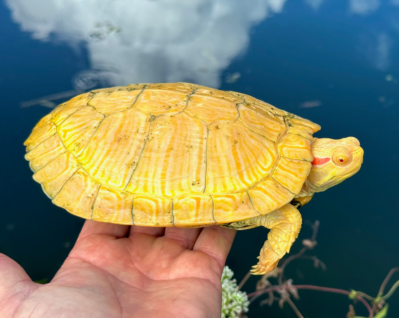 Tiger Albino Red Eared Slider - Image 3
