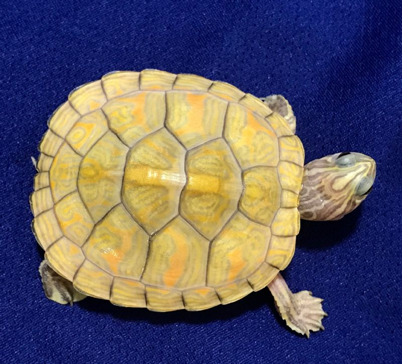 T-Positive Albino Florida Red Belly - Image 4
